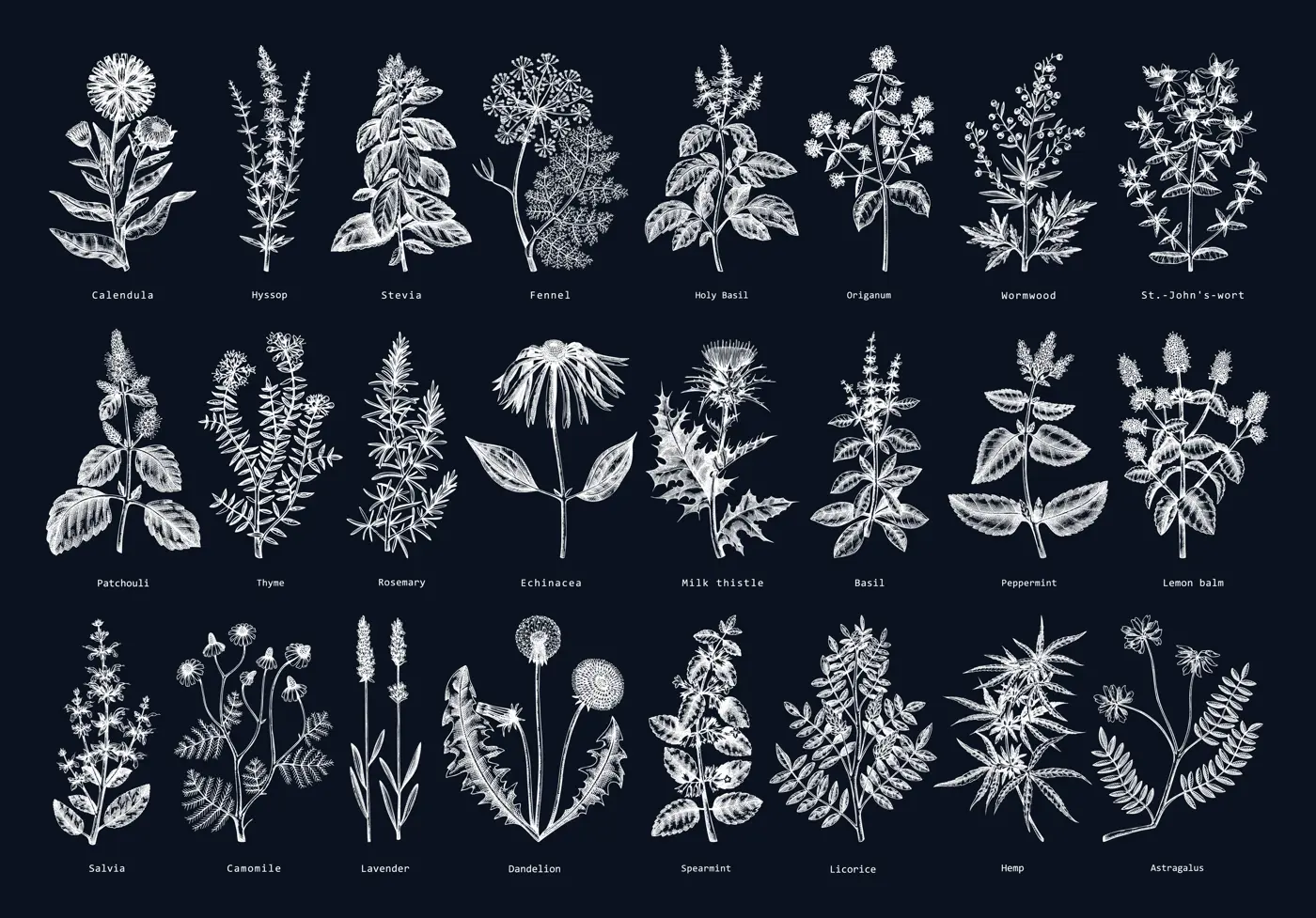 Vintage herbs illustrations on chalkboard. Sketched aromatic plants collection. Botanical design elements. Herbal tea ingredients. Hand drawn medicinal herbs for banners, stickers, label, packaging. Illustration